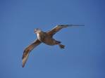 Um Southern Giant Petrel (Petrel Gigante) voa sobre o Sea Spirit um dia antes de chegarmos às Ilhas Malvinas
